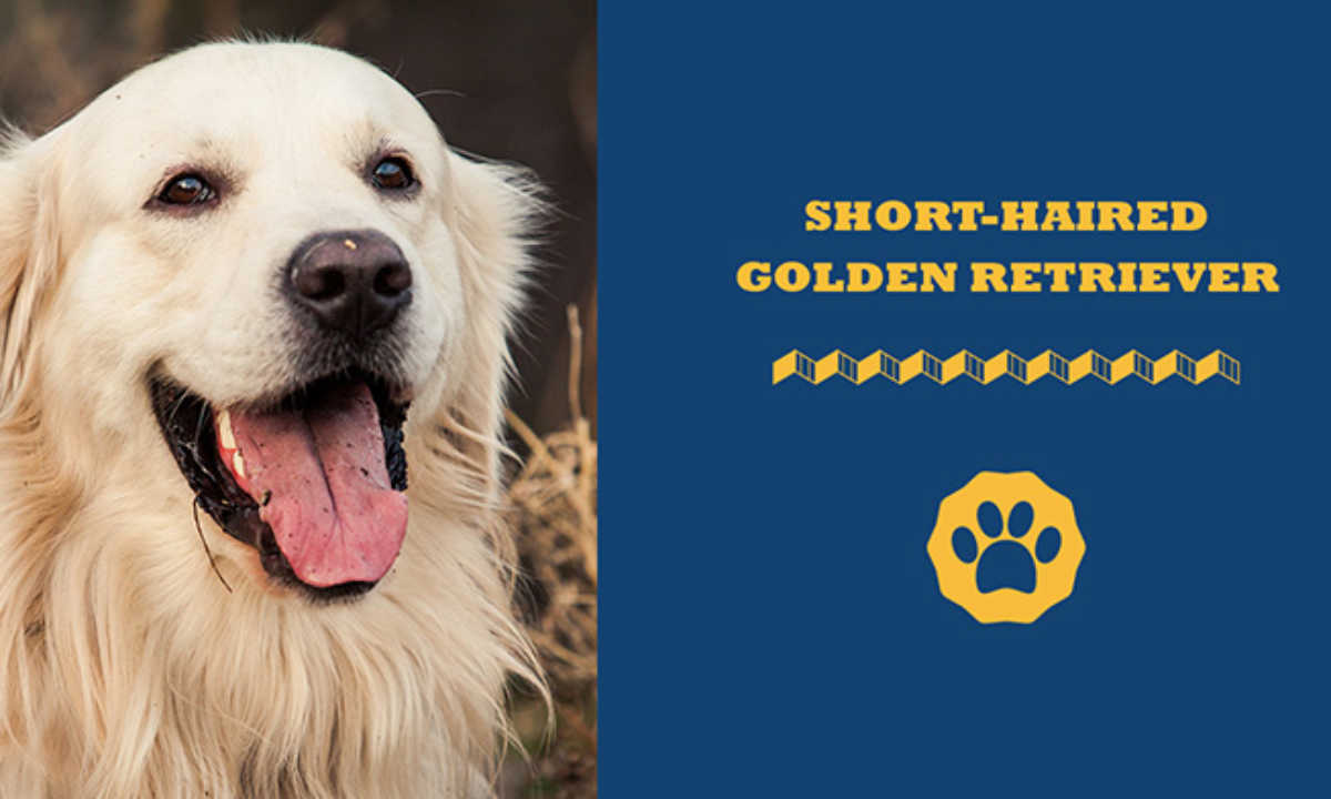 Is a Short Hair Golden Retriever the Perfect Dog for You? Find Out Here