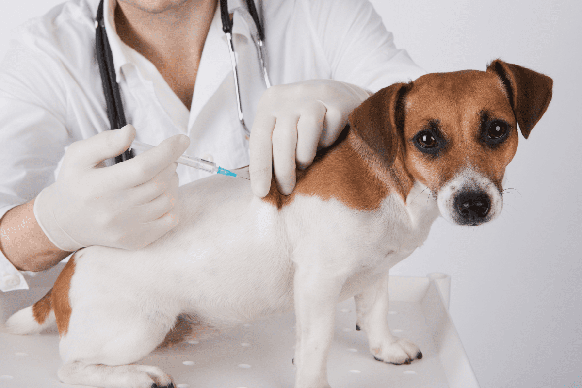 5 in 1 Shot for Dogs: A Veterinarian Explains the Benefits and Importance of This Vaccine.