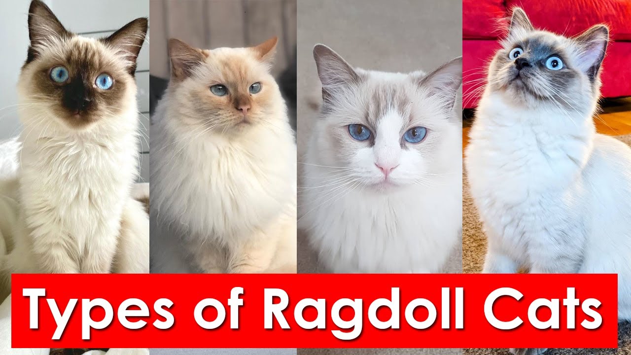 A Guide to the Many Kinds of Ragdoll Cats