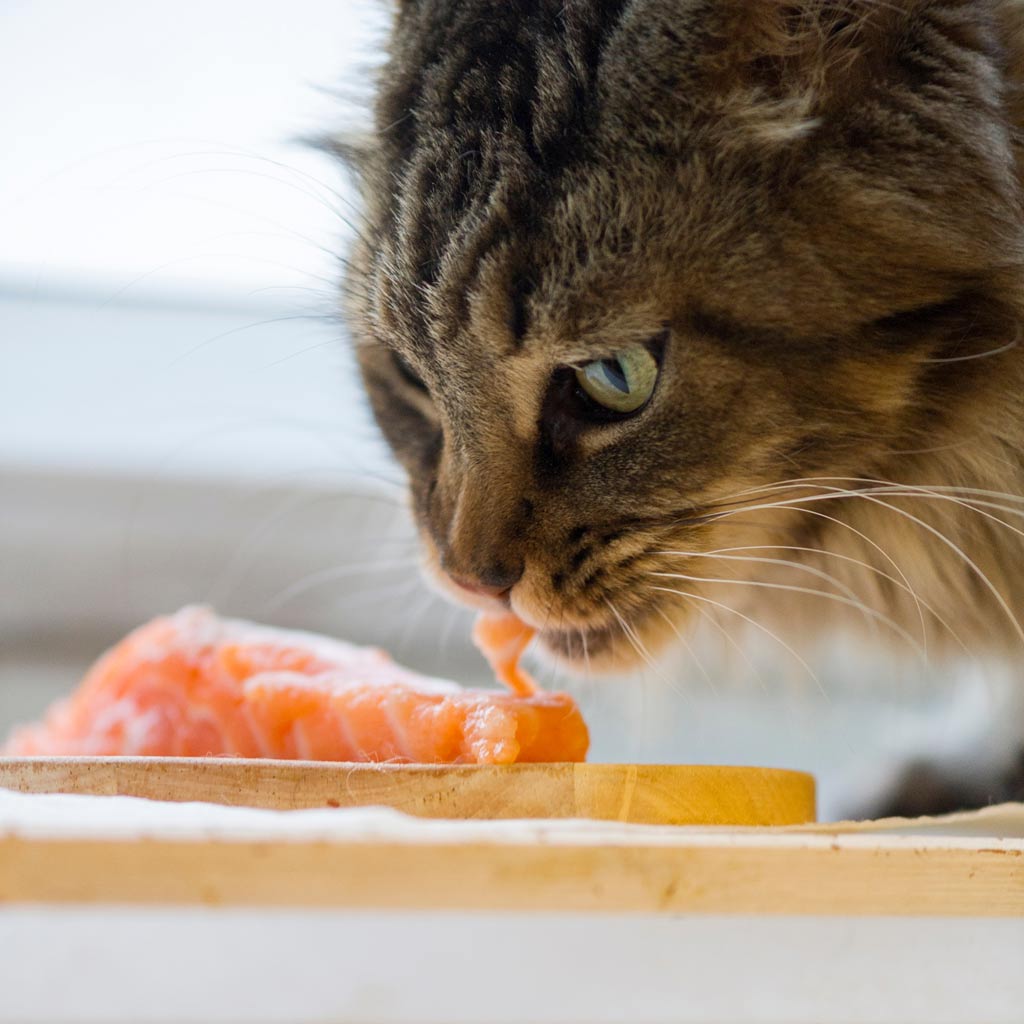 Is Salmon Wet Cat Food Good for Cats? What You Need to Know