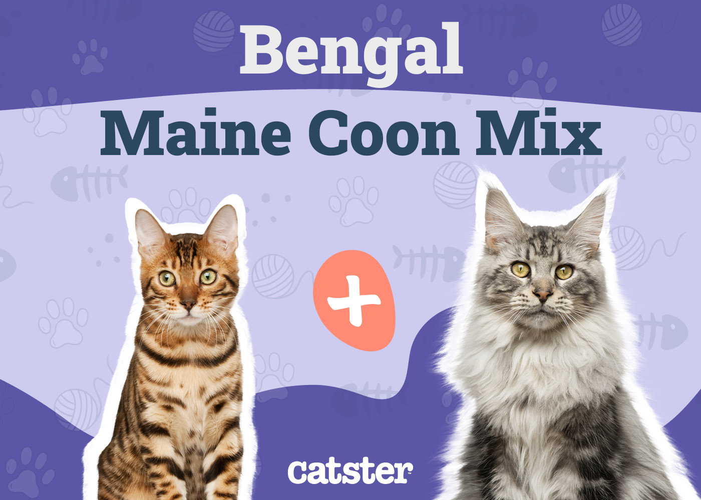 Maine Coon Mix Cats: Get the Facts Here