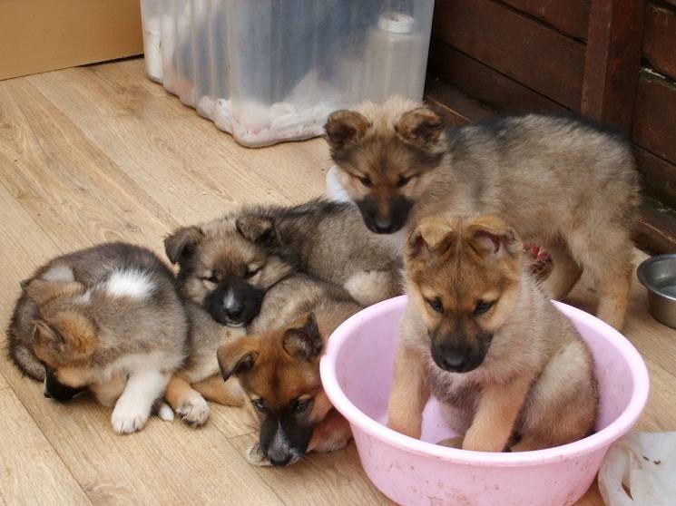 German Shepherd and Husky Mix Puppy Care: Food, Exercise, and More