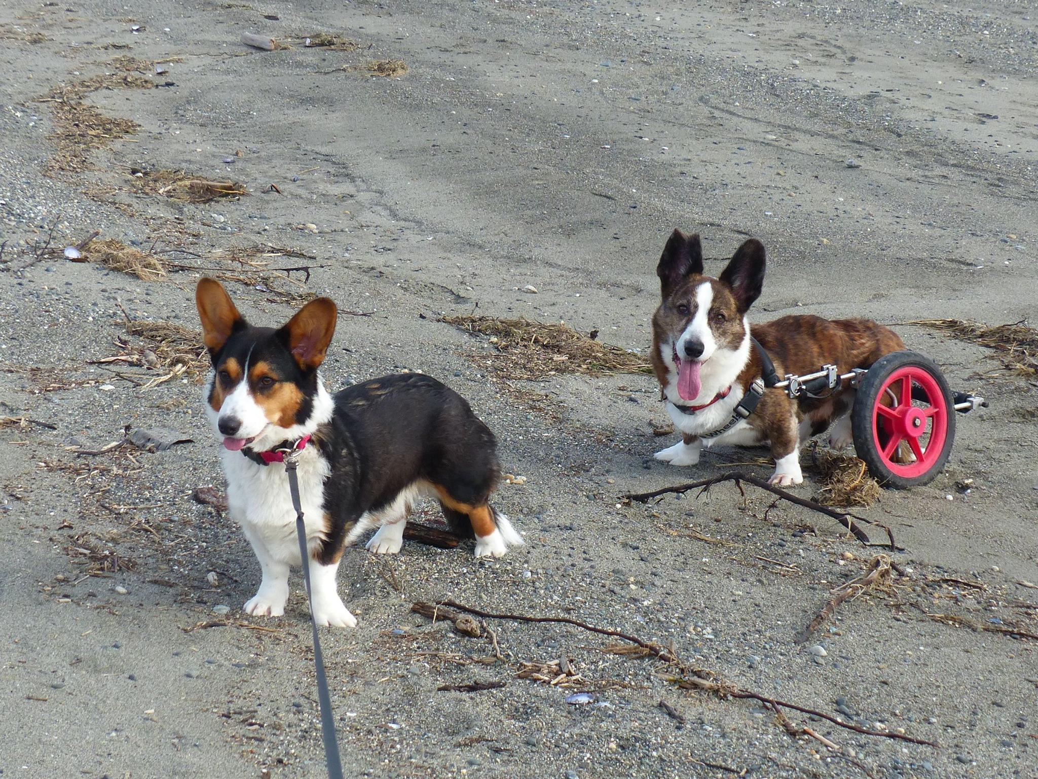 IVDD in Corgis: Understanding the Signs and Symptoms