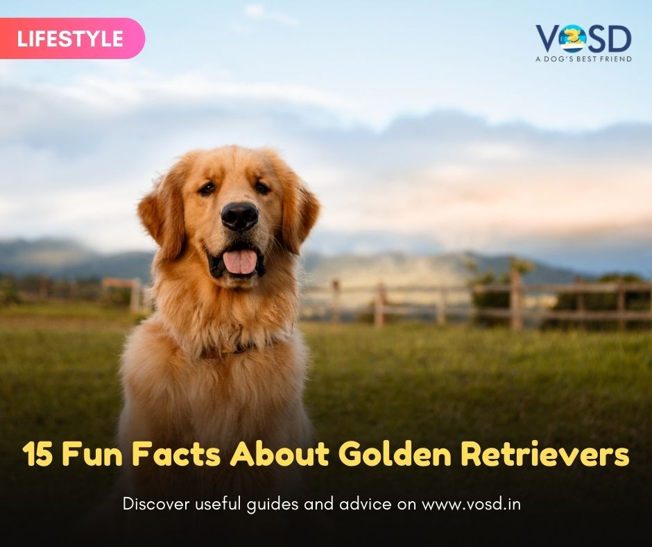 Golden Retrievers Movement: Fun Facts You Should Know