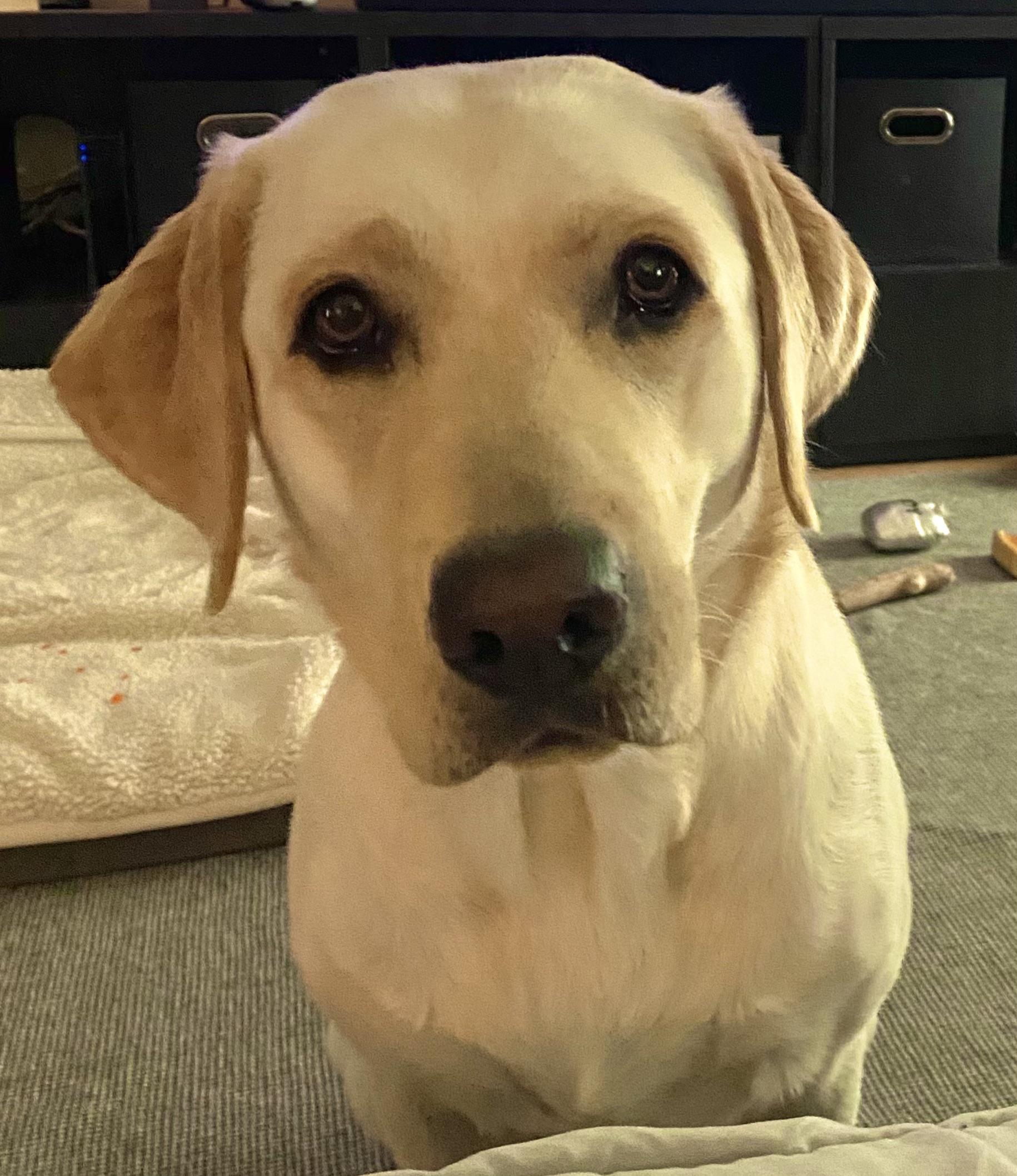 My Labrador Retriever Has a Pink Nose: Should I Worry? Get the common answers here.