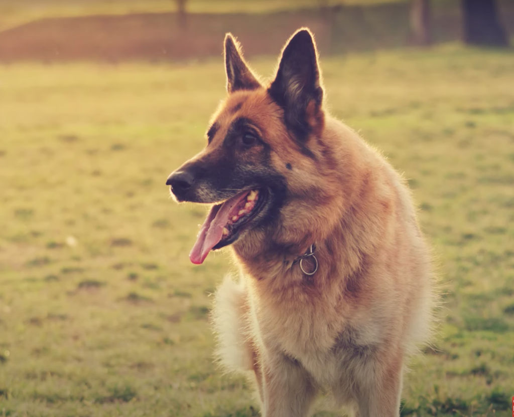 Top Reasons to Love a German Shepherd Mix – A Loyal and Loving Breed