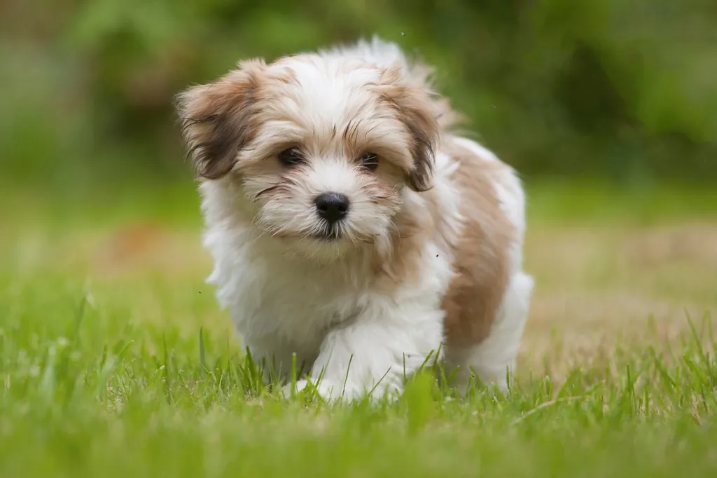 Havanese Puppies News: Cute Pics and Care Tips.