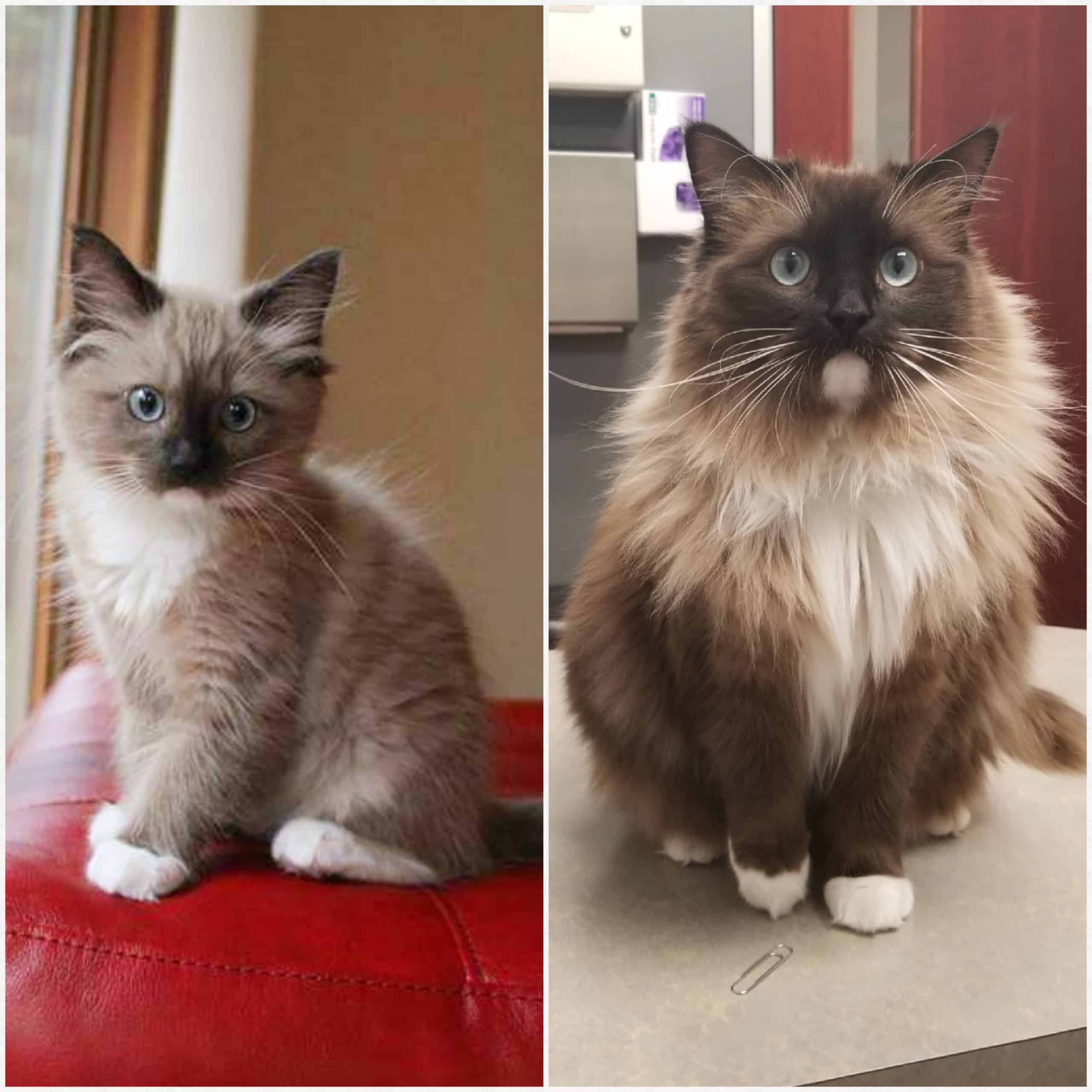 Ragdoll Mink Cat: The Softest Fur Youll Ever Feel