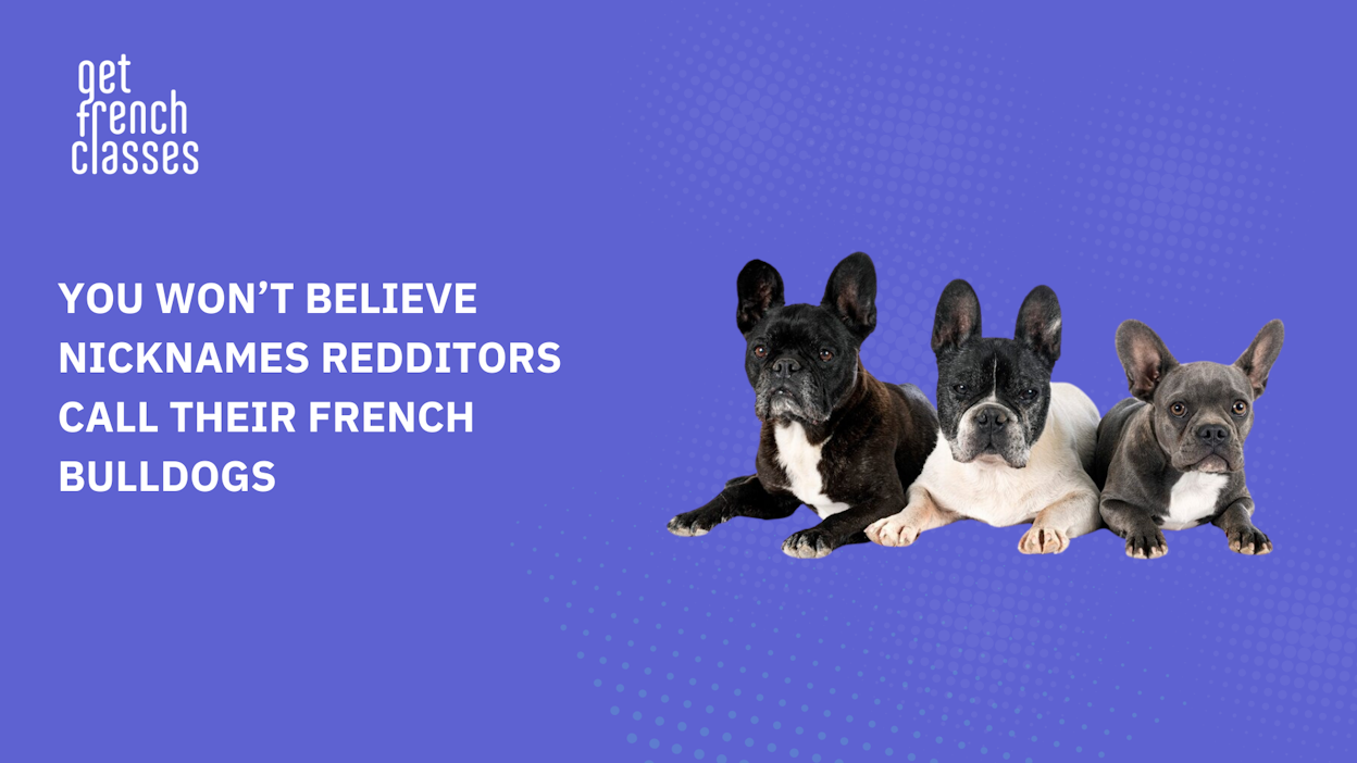 Best Funny French Bulldog Names That Will Make You Laugh