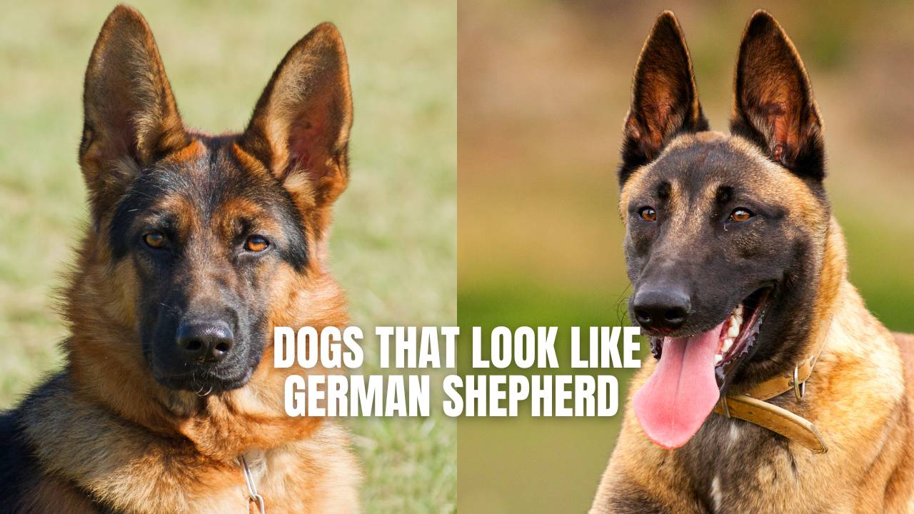 German Shepherd Similar Breeds: What Dogs Look Like GSDs?