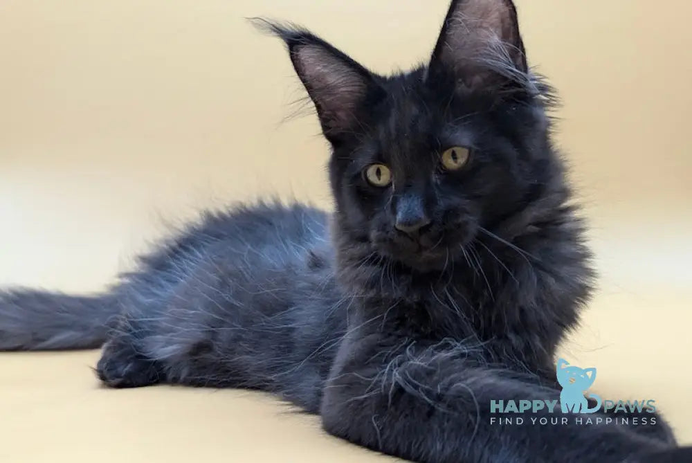 Find Your Purrfect Companion at Fur Paws Maine Coon Cattery