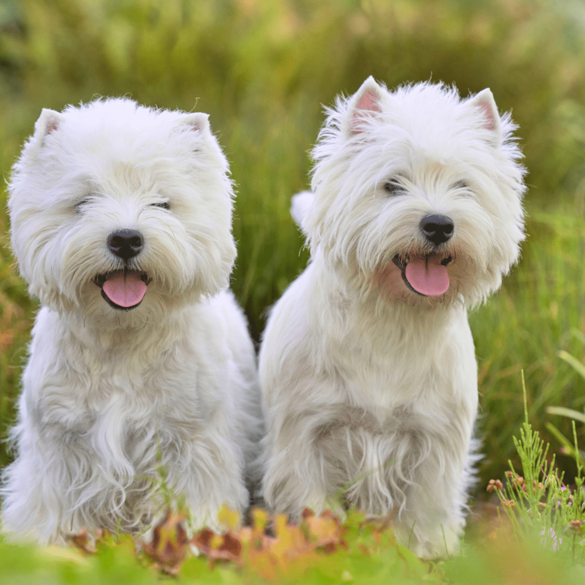 West Highland White Terrier News: All the Latest on This Popular Pup!