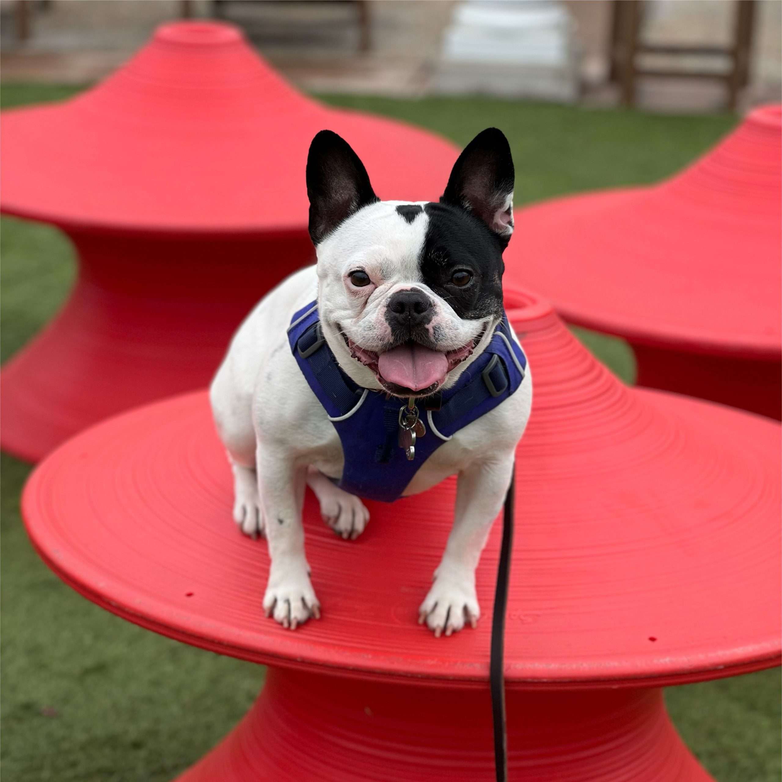 Red French Bulldog: Your Ultimate Guide to This Cute Breed