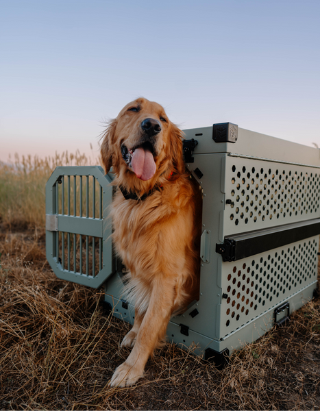 Picking a Crate for a Golden Retriever? Size Matters!