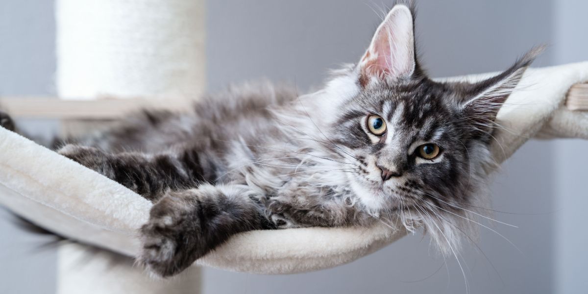 Top Maine Coon Cat Names: Classic, Strong, Unique and Cute