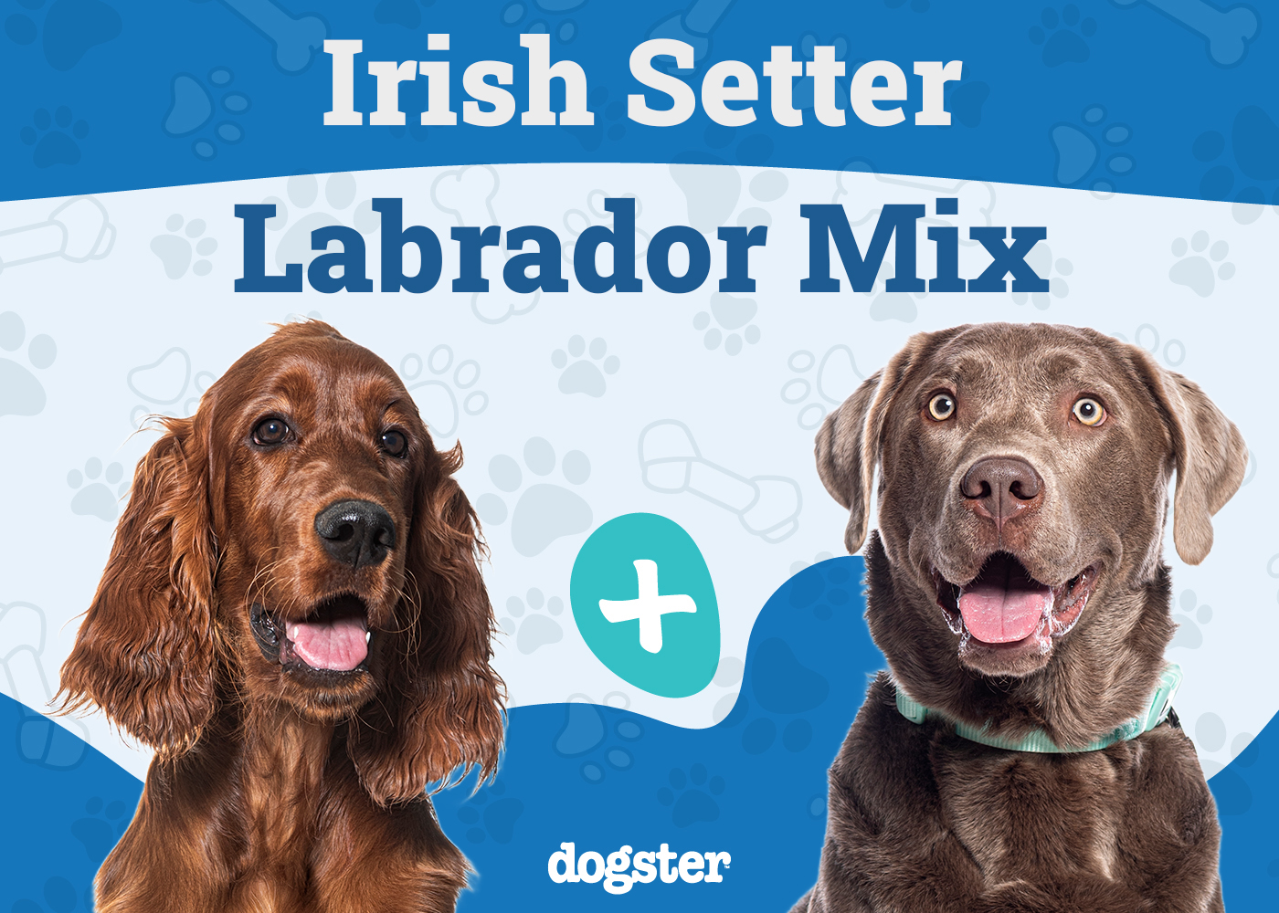 Labrador Retriever Setter Mix: Your Perfect Family Dog?