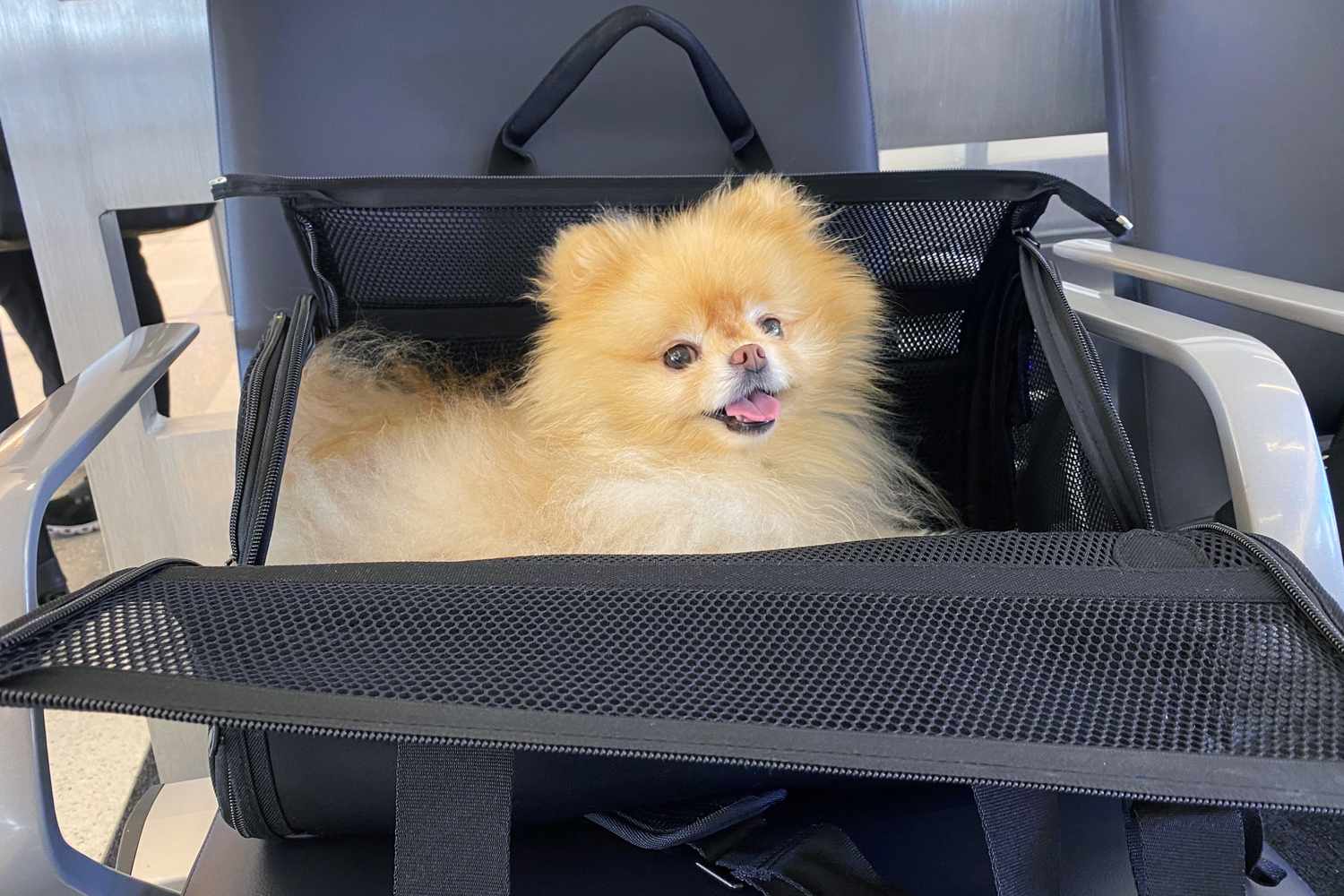 Top-Rated Pet Carrier Toys for Comfortable and Entertaining Trips