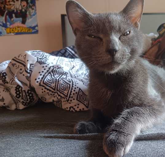 Adopt a Russian Blue Kitten in Michigan: Reputable Breeders Here