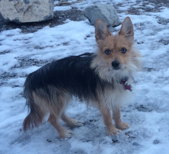 Siberian husky mixed with yorkie: how big do they get?