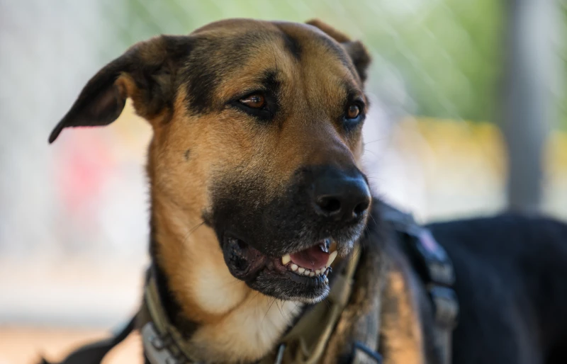 Caring for Your Rhodesian Ridgeback and German Shepherd Mix