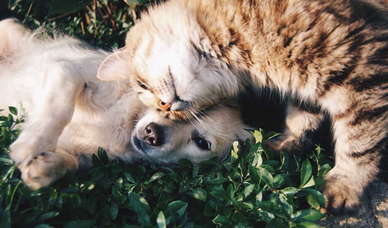 Finding the Best Good Shepherd Pet Care Services