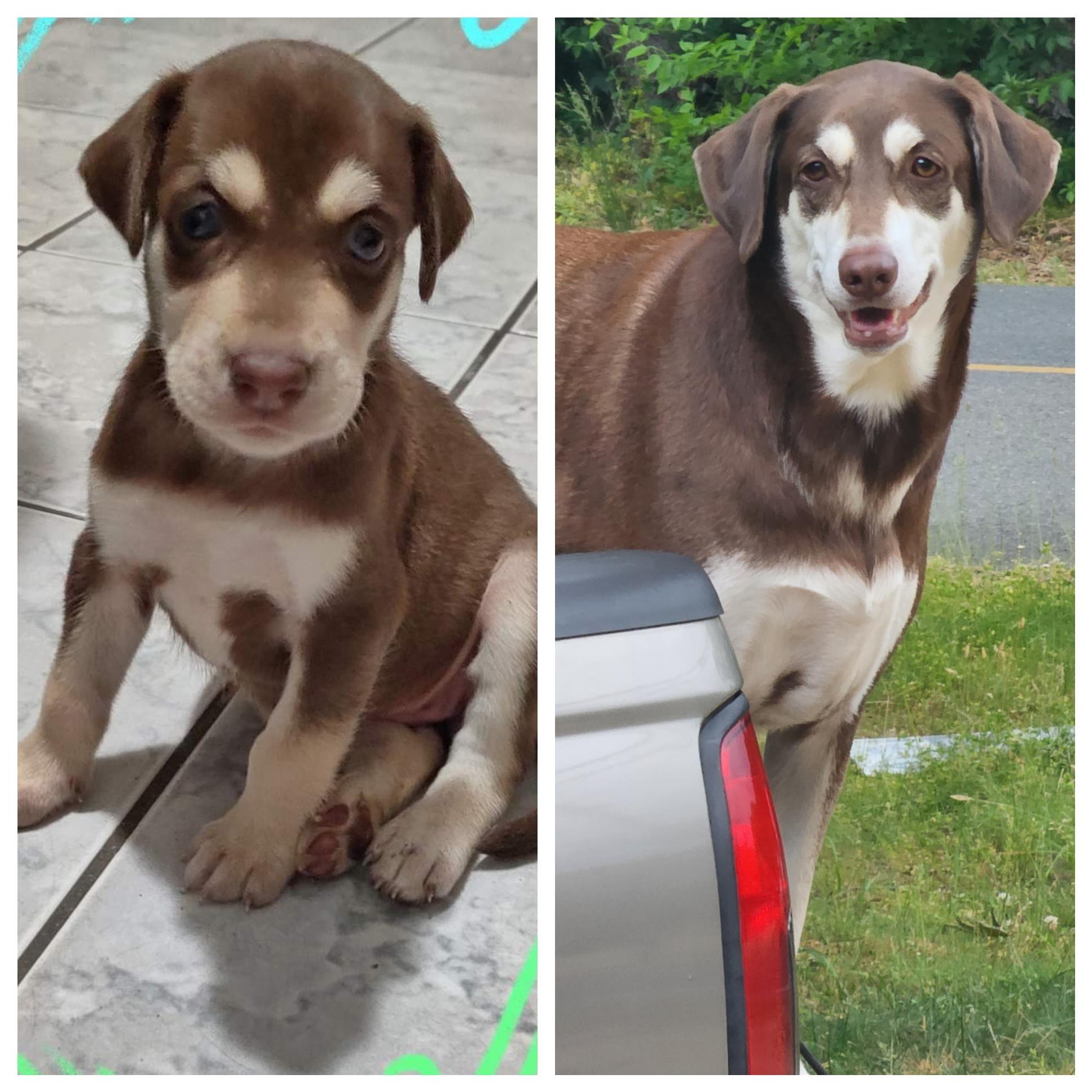 Is a Siberian Husky Weimaraner Mix Right for You?