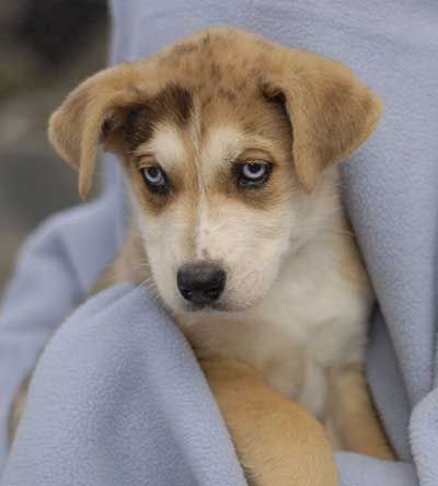 Cute Great Dane and Siberian Husky Mix Puppies
