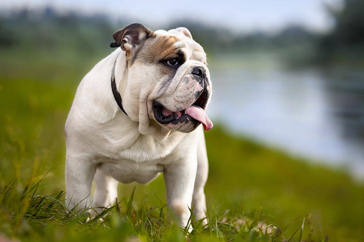 Champion English Bulldog: Breeding and Raising Top-Quality Dogs (Learn From the Experts)