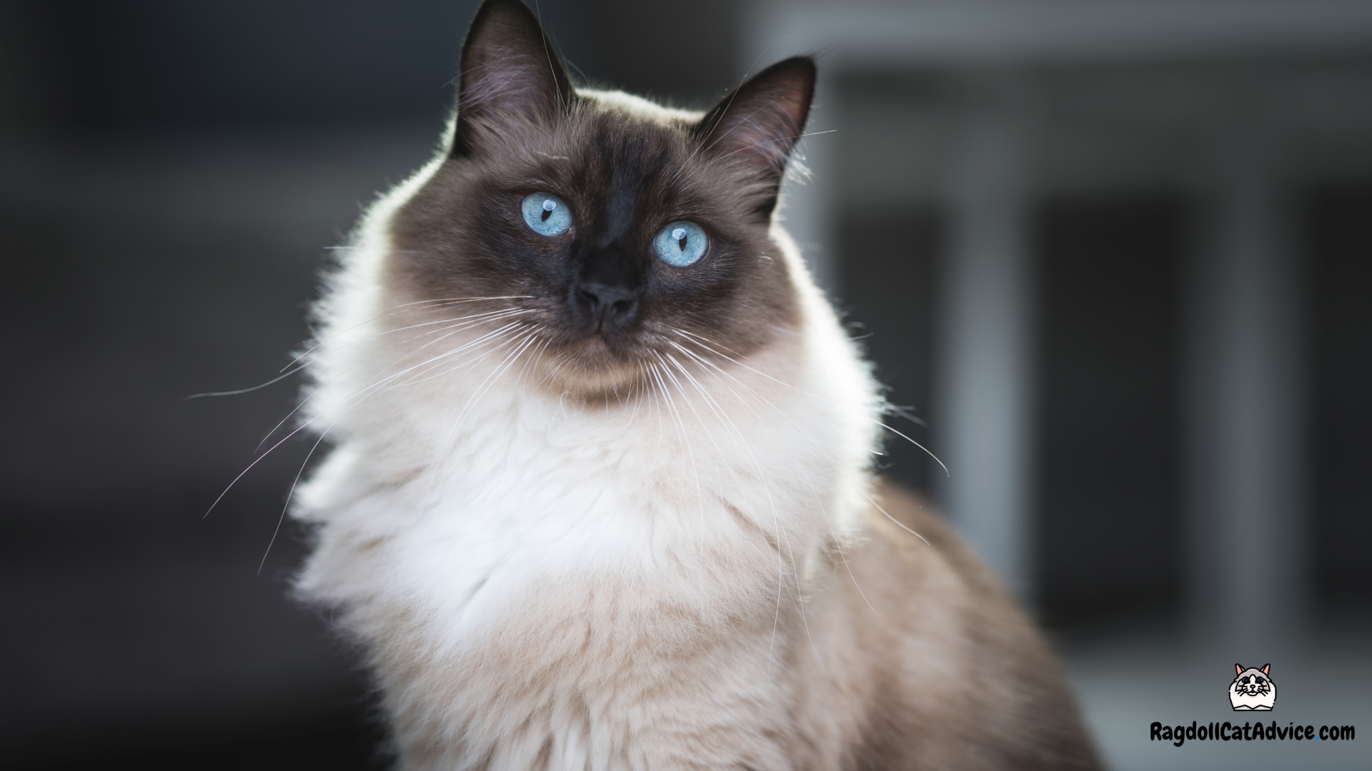 Seal Ragdoll Cat: The Charming Kitty with a Dark Secret