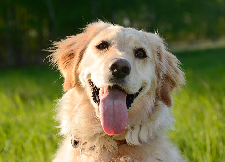 Golden Retriever Hound Mix Puppies: Cute, Clever, and Cuddly