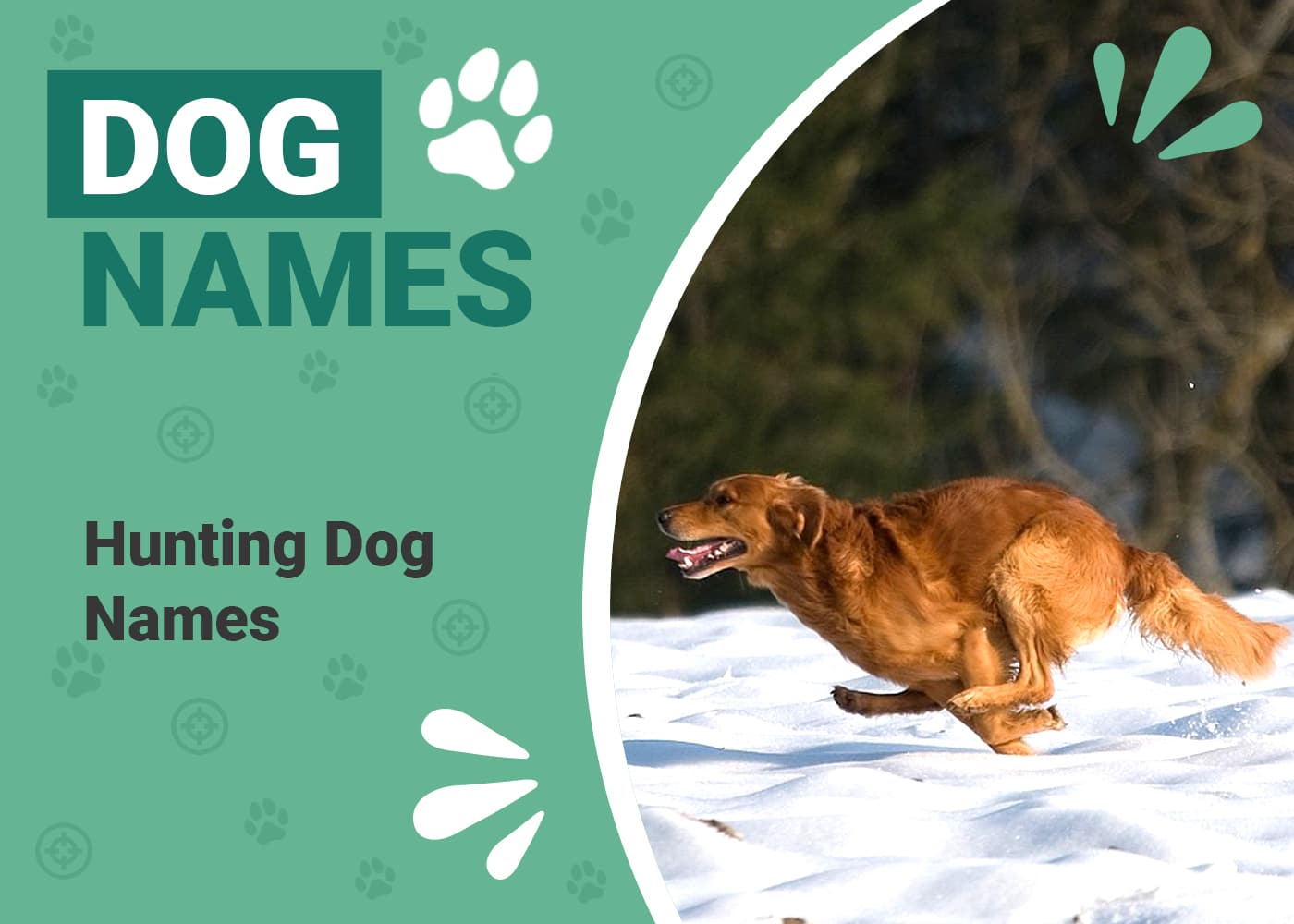 Top Names for Hunting Dogs: Find the Perfect Fit!