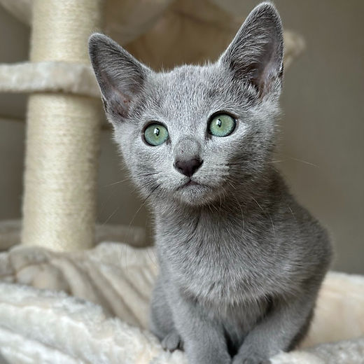 Looking for a Russian Blue Cattery? Heres Your Best Choice