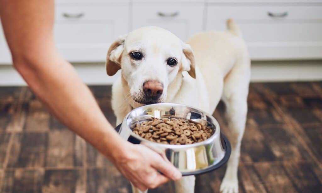 Finding the Best Dog Food for Coonhounds: Key Ingredients to Look For