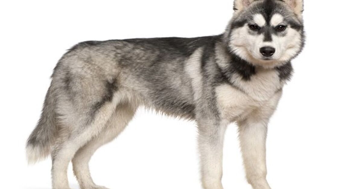 Snoopy for a Siberian Husky Good Bad or Just Okay