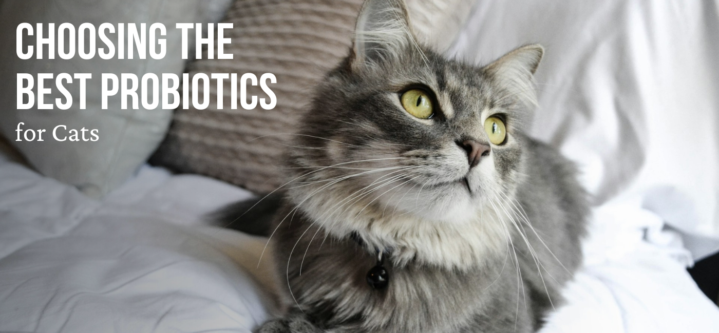 Keep Your Cat Healthy: The Best Probiotic for Cats Guide