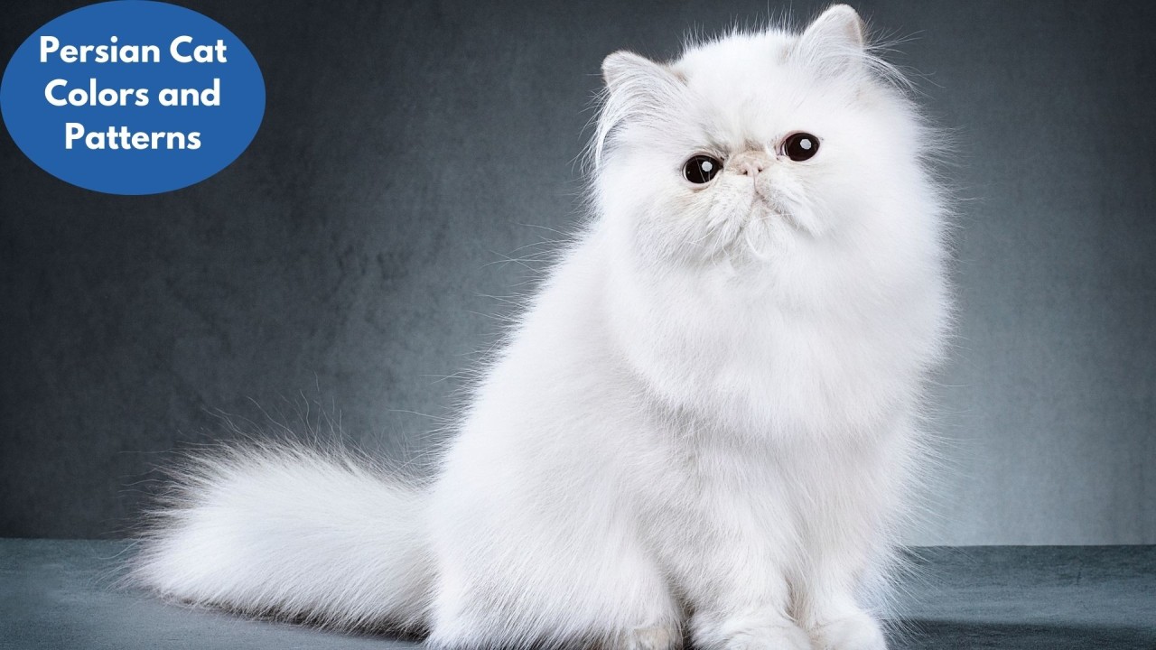 Lilac Point Persian Cat: Everything You Need to Know