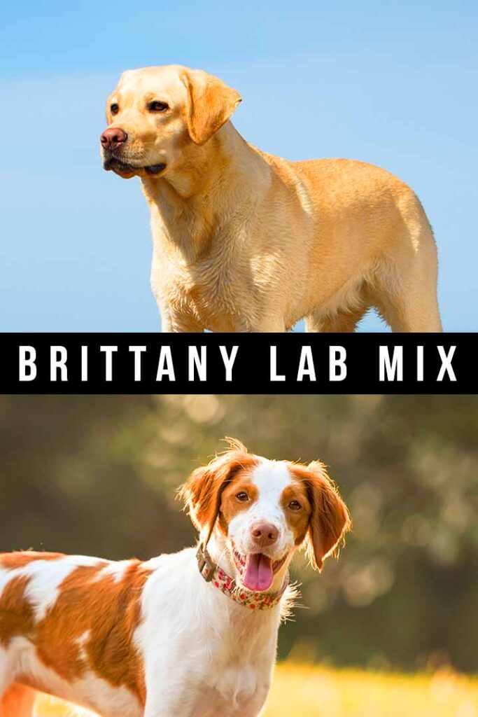 Labrador Retriever Brittany Spaniel Mix: Your Perfect Family Pet