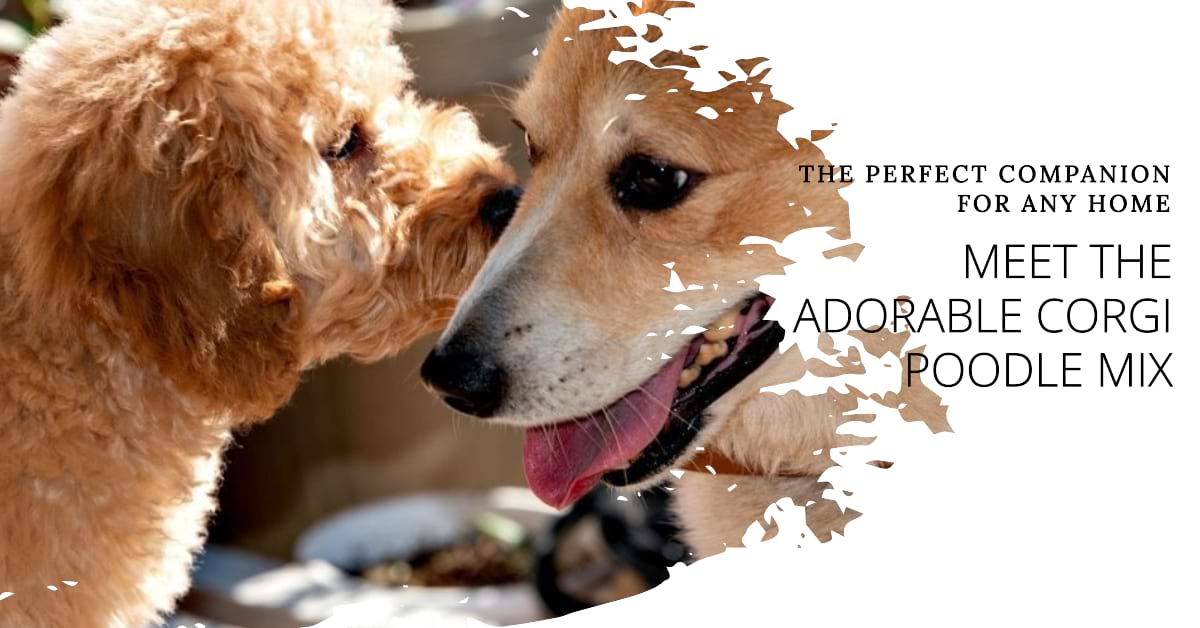 Is a Corgi Goldendoodle Mix Right for You? Discover the Pros and Cons of This Popular Mix.