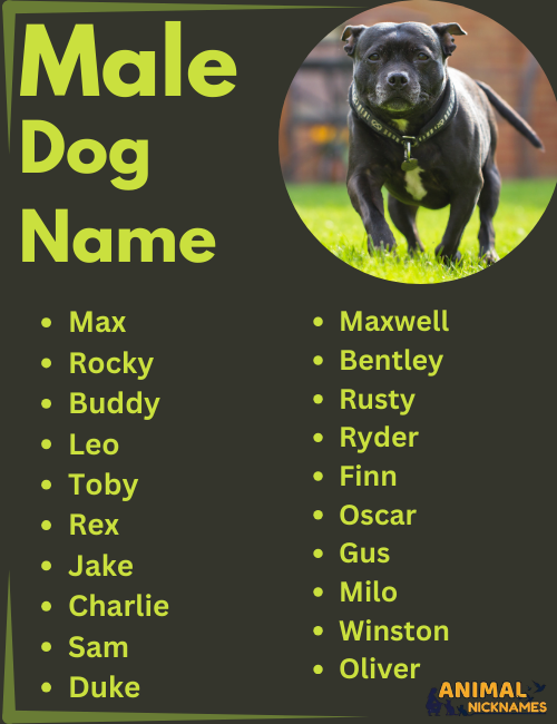 Top M Names for Dogs: The Ultimate List of Monikers