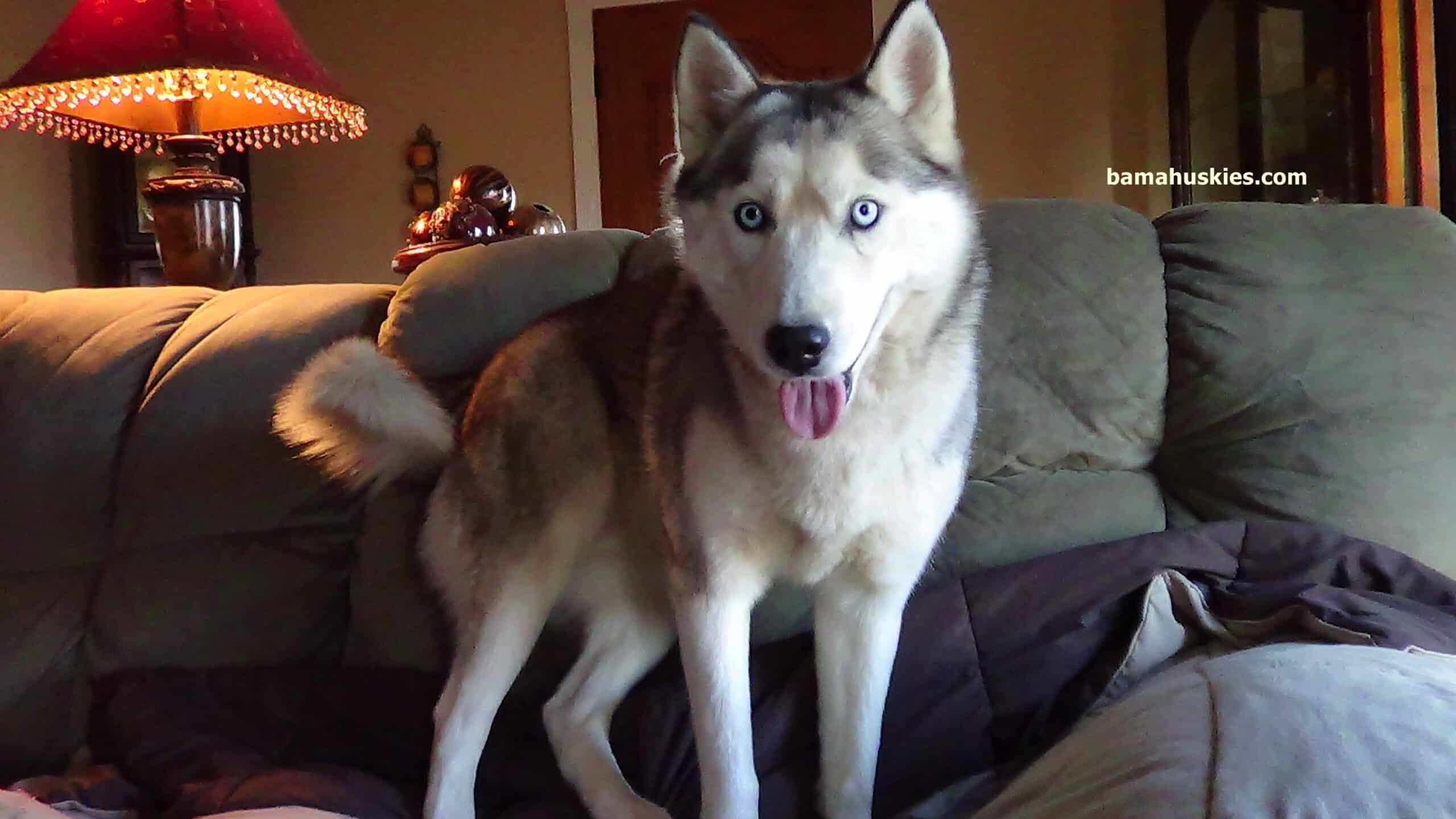 Siberian Husky Apartment Life: Making It Work for You and Your Dog
