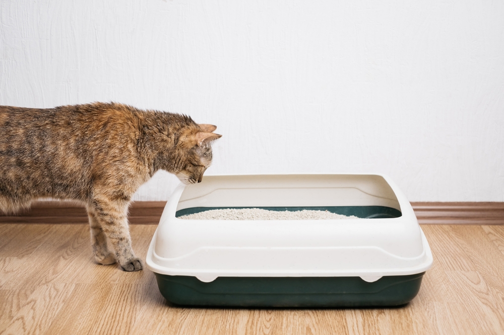 How Much Cat Litter to Use? A Simple Guide for Cat Owners