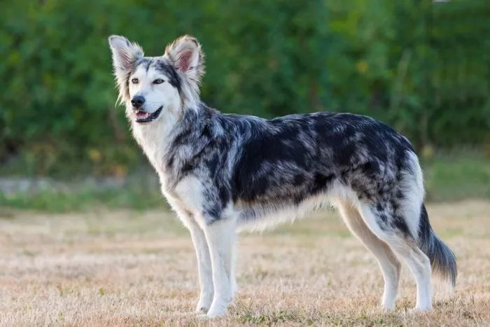 Siberian Husky and Border Collie Mix: A Unique Breed