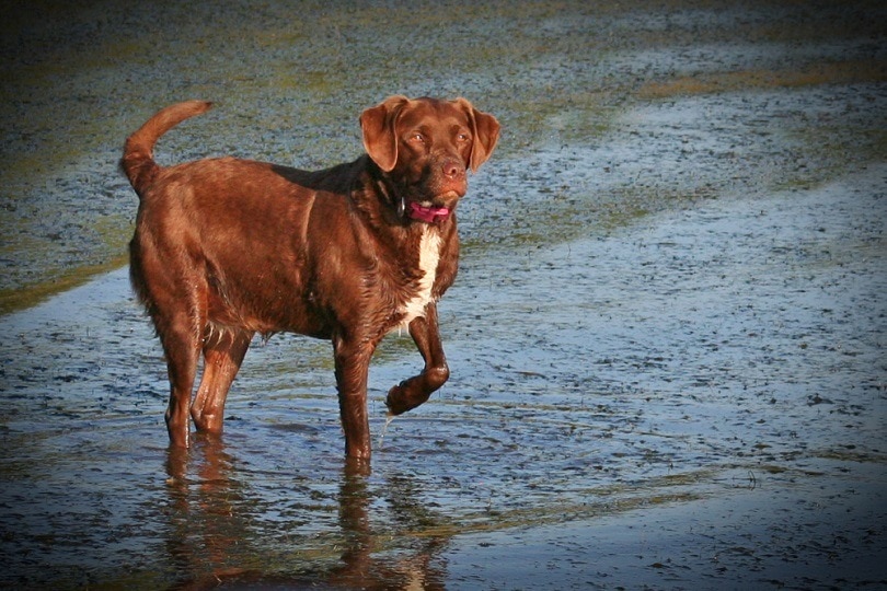 Labrador Retriever Brittany Spaniel Mix: Your Perfect Family Pet