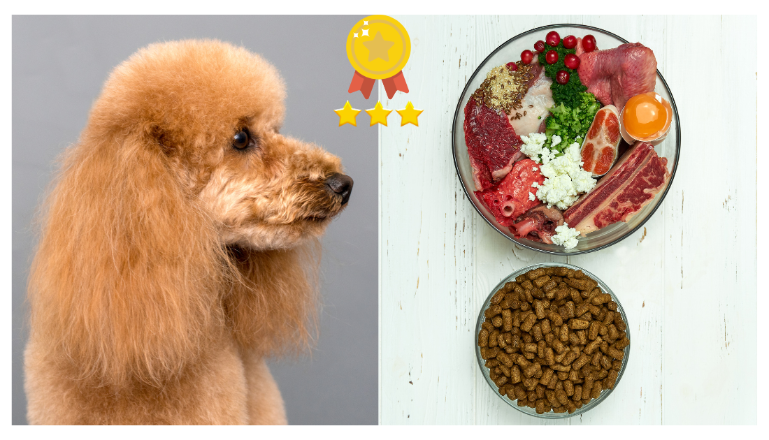 Picky Schnoodle? The Best Dog Food Options Theyll Love