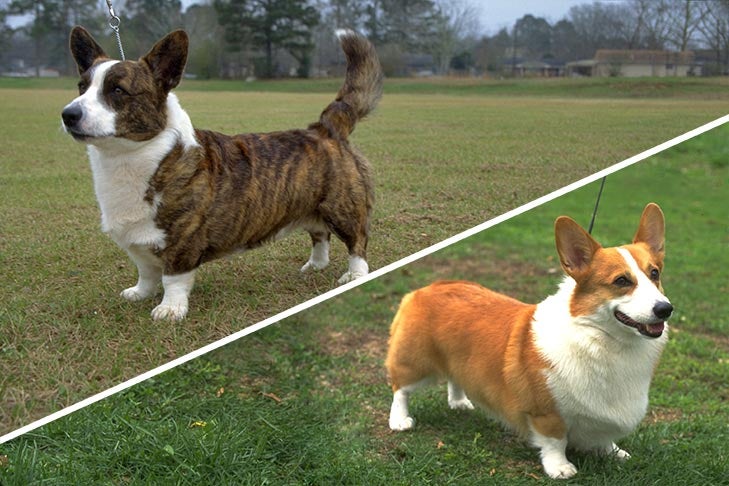 Welsh Corgi Cardigan and Pembroke: Find Out Which Corgi Is Best for Your Lifestyle