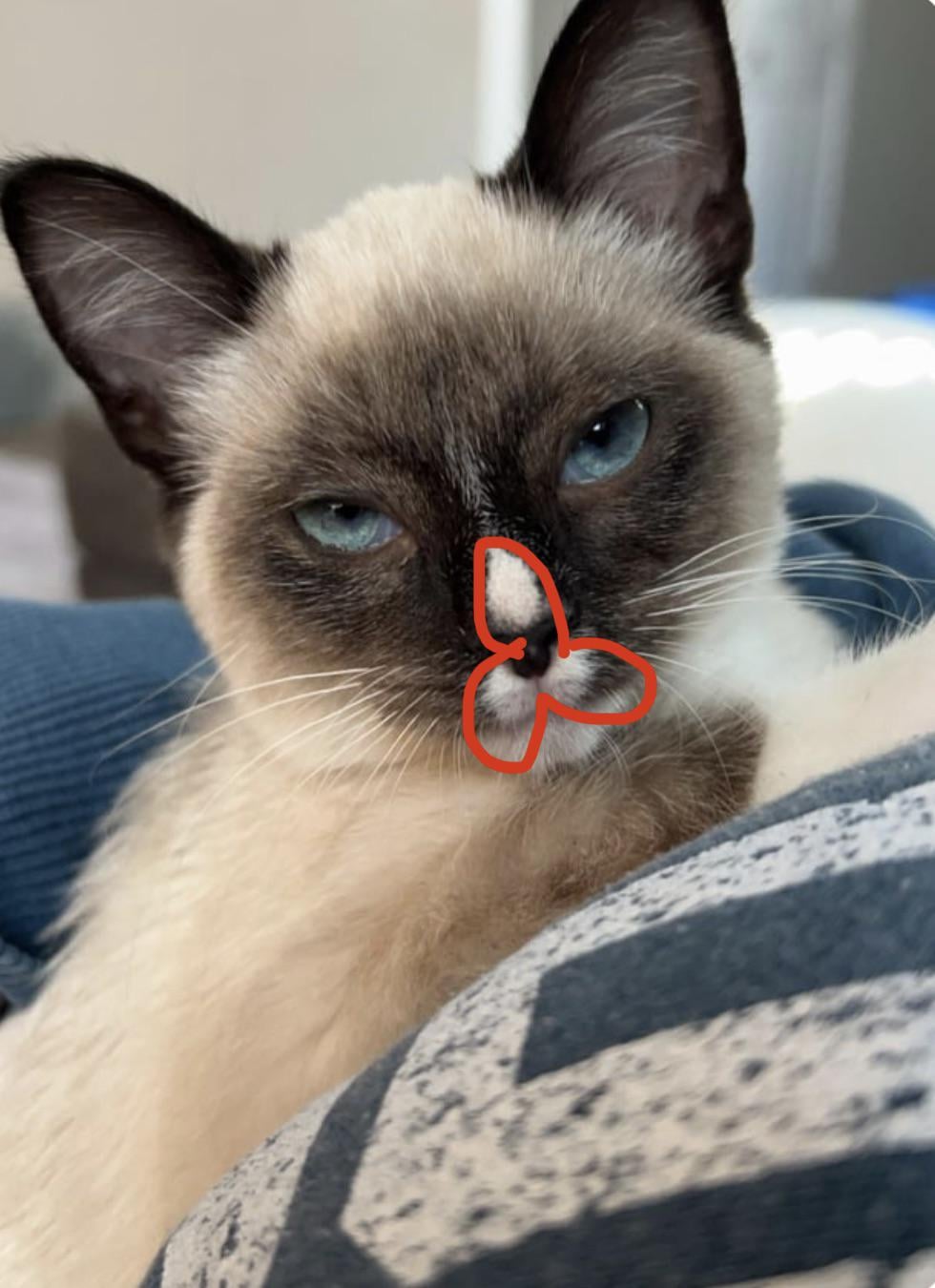 Thinking of Getting a Munchkin Siamese Cat? Read This First!