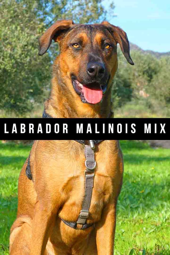 Meet the Labrador Retriever Belgian Malinois Mix: A Loyal and Intelligent Companion