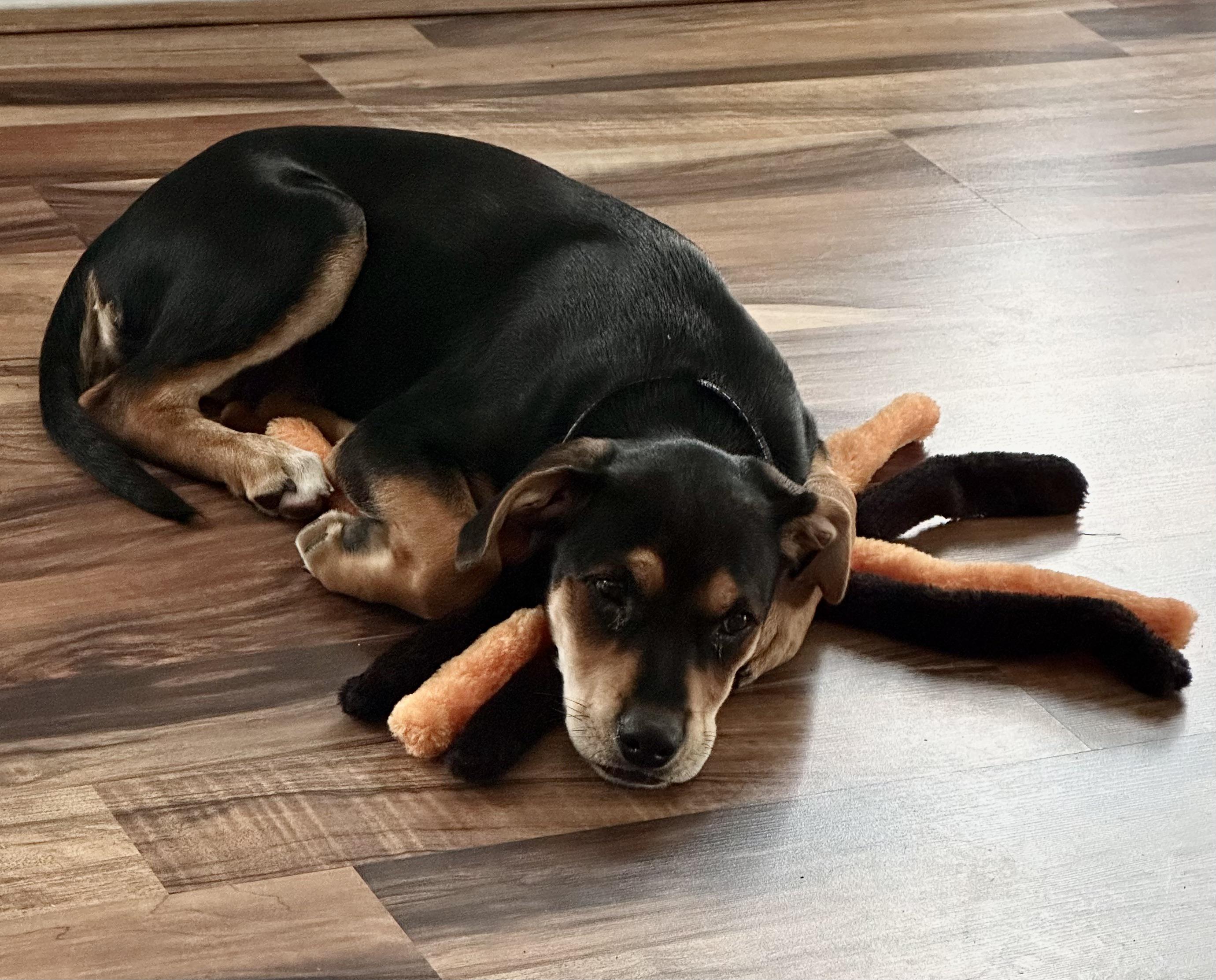 Thinking of a Rottweiler Beagle Mix? Heres What You Should Know