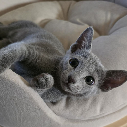 Looking for Russian Blue Cat Breeders in NY? Heres Your Guide