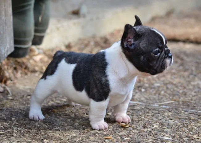 French Mini Bulldog: A Guide to the Perfect Pocket-Sized Pup for You!